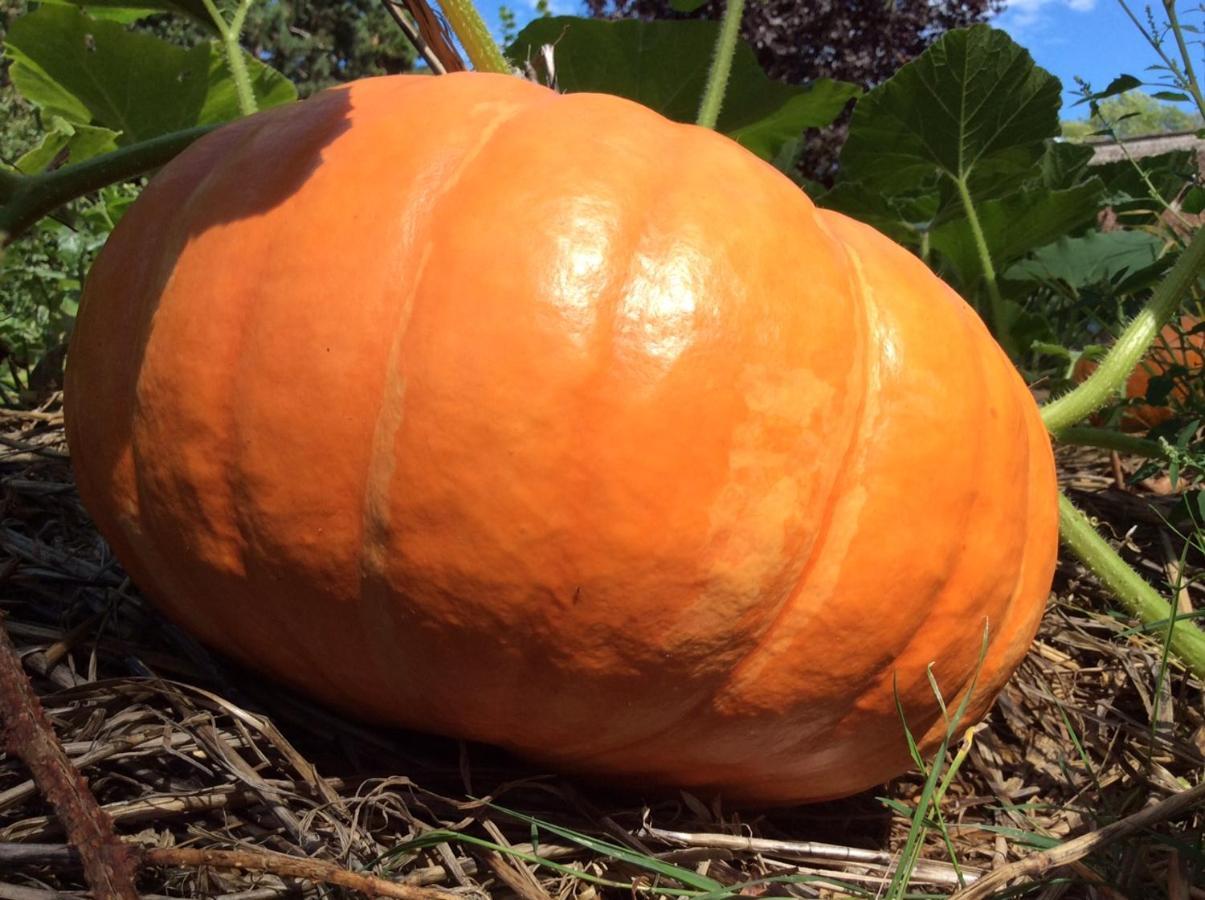 SelvignyTomates Cerises A La Ferme De Sorval别墅 外观 照片